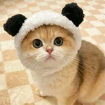 baby cat playing