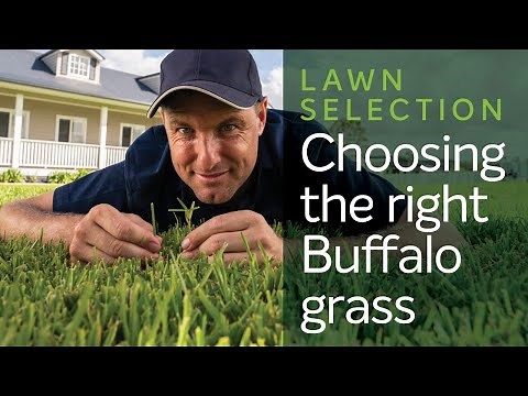 Choosing the right Buffalo Grass for your Home