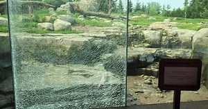 Grizzly bear smashes Minnesota Zoo partition with massive rock