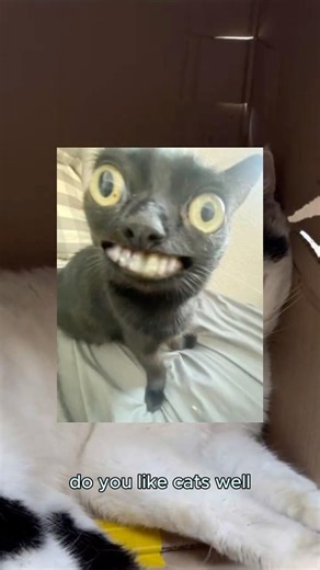 CAT KITTY CAT CAT KITTY CAT CAT Day 12 modelling random objects into Blender #blender #3d #cat