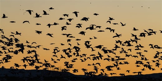 Solar storms can greatly alter bird migration patterns, study finds