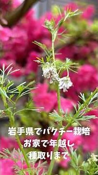 岩手でパクチー秋まき栽培翌年夏に採種までしたVlog