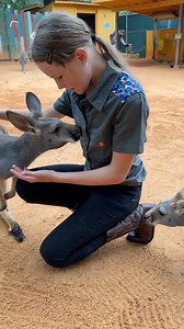 It's really amazing to see kangaroos up close - they are a beautiful species! 🦘 🌍 | Brooke.Carter