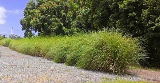 Vetiver - A Valuable Grass for Erosion Control - Oahu Resource Conservation and Development Council