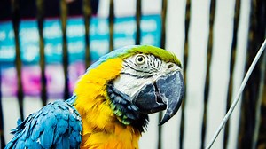 „Wurden lebendig“: Papageien lernen, Videoanrufe zu tätigen — und sprechen mit anderen Vögeln