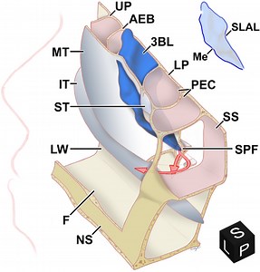 Three-dimensional structure of the basal lamella of the middle turbinate - Scientific Reports