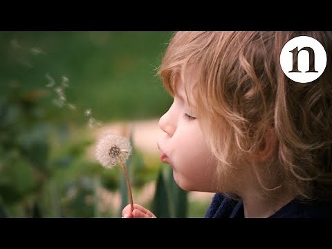 The secret physics of dandelion seeds