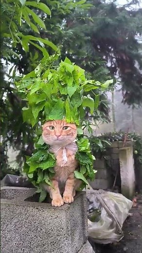 Adorable Cat Transforms with Cosplay Magic