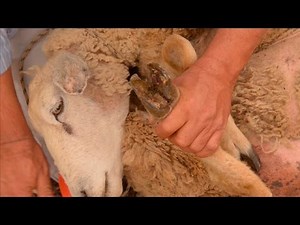 Emater responde - Controle da manqueira dos ovinos - Programa Rio Grande Rural