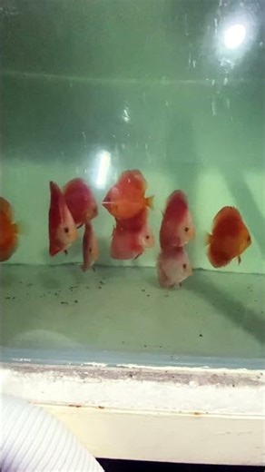 Red melons discus fish Sri lanka