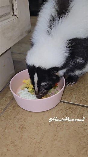 13K views · 1K reactions | Dinner with Natalie Pootman (Natie, Natie girl, Natie Poo, Pooter, Nat Nat) #skunk #skunksquad #weekendvibes #asmrsounds #dinnertime | Mr. Howie Mansmell | Facebook