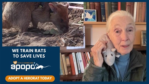 189 reactions · 70 shares | For a small contribution, you can virtually adopt a HeroRAT and make a difference in the world. We save lives by training rats to rid the world of landmines and tuberculosis ❤️ | APOPO | Facebook