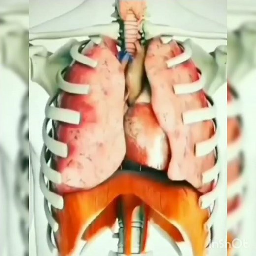 Mechanism of Respiration (Animation)during inspiration and expiration