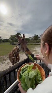 3.4K views · 39 reactions | It's a #ZooMiami member thing! ‍♀️ #LiveZooMiami Learn how you can become a member here: https://bit.ly/4atijWE | Zoo Miami | Facebook