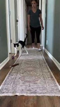 Busy day as hall monitor!🚨 #hallmonitor #charliebear #wobblycat