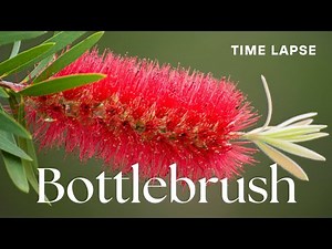 Timelapse: Callistemon/Bottlebrush Flowers Blooming | Australian Native Plant