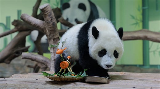 Mom, I'll leave this new snack for you. But I have to say, this tray looks really cool! (Mei Zhu & Meng Meng) #funny #panda #HiPanda #CCRCGP #PandaFun #BestJobInTheWorld For more panda information, please check out: https://en.ipanda.com | iPanda