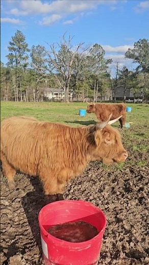 Highland Cow Moo