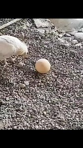 55K views · 236 reactions | Height of intelligence who said only human have brain?#bird#acts#intelligence#facts#information#nature#wildlife#animals#reels#facebook#reel#dira#saha# | Dira Saha | Facebook