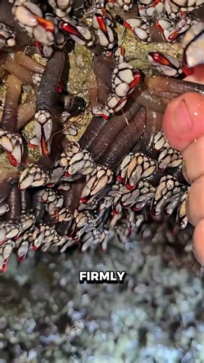 Barnacles: Safe to Eat or Not?