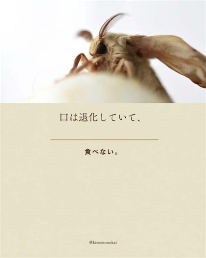 着物一枚に9,000匹。蚕という生き物の話 #shorts