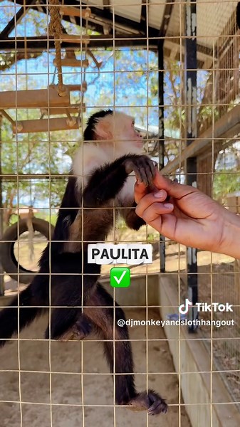 Experience the Fun at Daniel Johnson’s Monkey and Sloth Hangout