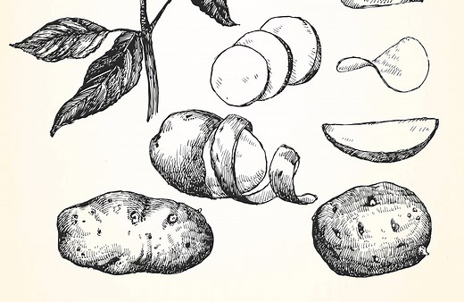 La pomme de terre est-elle un légume ou un féculent ? - Elle à Table
