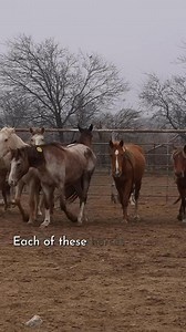 44K views · 2.1K reactions | THREE HOURS until the auction starts....