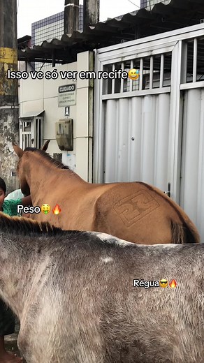 #fypシ゚viral #fyp #recife #bregabregoso