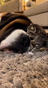 Funny Cat and Dog Interactions That Brighten Everyday Life