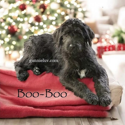 Giant Schnoodle puppies (born 9/12/24) available!!