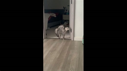 Cat reacts defensively to friend’s furry coat in London, England, UK