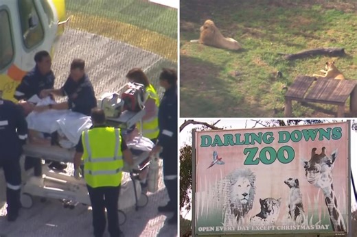 Visitor ‘well-versed in safety protocols’ loses arm in lion attack at zoo: report