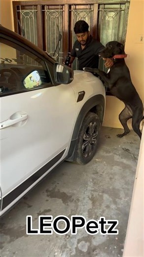 🐾Welcome Saro – Our New Student!🐶 #greatdane #greatdaneindia #dogtraining #dog #petcareprovider