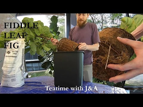 Fiddle Leaf Fig Repotting | Instructions and Demonstration