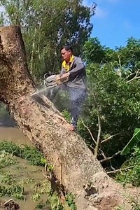 Amazing skill cutting tree | Making Video