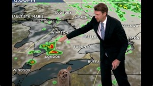 Toronto Weatherman’s Dog Crashes Live Forecast (Video)
