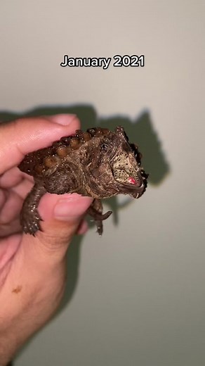 Nick Brewster on TikTok