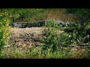 Outback Rangers | Vicious Crocodiles | Season 1 Episode 9 | Full Episode