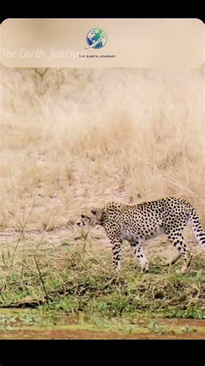 Cheetah Fast Speed Hunt Near Water! 🐆 Extreme Wildlife Chase! #shorts