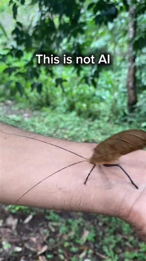Believe it or not, this is not AI! This is a real species of Katydid from the Amazon rainforest of Peru seen at @manu.biostation The species is #Pterochroza ocellata, also known as the peacock katydid. I think it’s the coolest katydid I’ve ever seen in my life 😱 Not only does it have incredible camouflage, it also has a shocking ability: it has evolved eyespots and bright coloration on its wings which mimic a large bird. By flashing the wings upwards, it can scare away predators by looking bigg