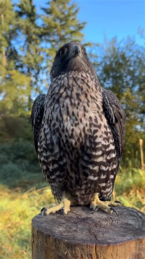 1.4K views · 1.7K reactions | Did you know, Gyr Falcons like Fraction...