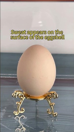 Episode 107 / Test - Vacuum vs Egg#experiment #vacuum #science #physics #research