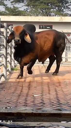 Definition of Strength: The Brahman Bull 💪
