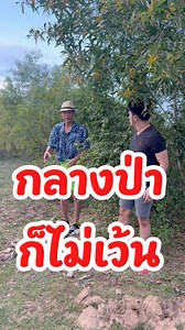 315K views · 12K reactions | กลางป่า ก็ไม่เว้น !! ยาว Vs บอสโจ | สาวน้อยเพชรบ้านแพง แฟนเพจ | Facebook