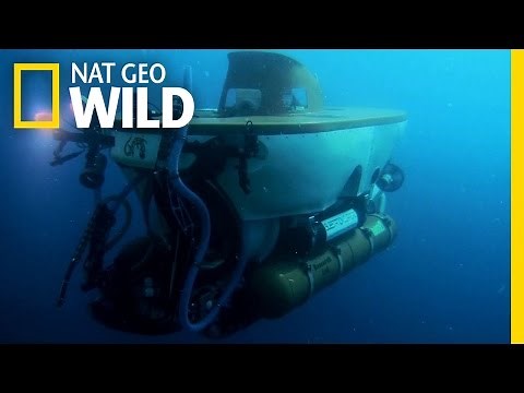 Fishing with a Submarine | Fish Tank Kings