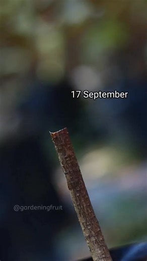 Transplanting Mango Branches #reelsfb #graftingplants | GardeningFruit