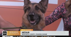Pet Of The Week: Arthur