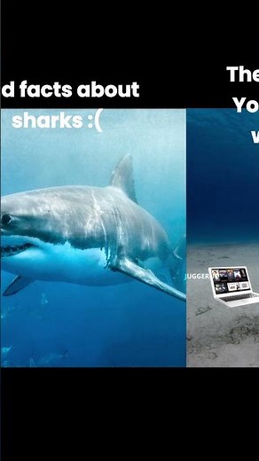 sad facts about sharks meme #memes #funnymemes