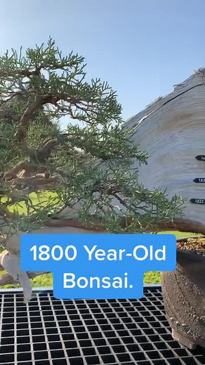 1800 Year-Old Bonsai Tree: Ancient Beauty Revealed